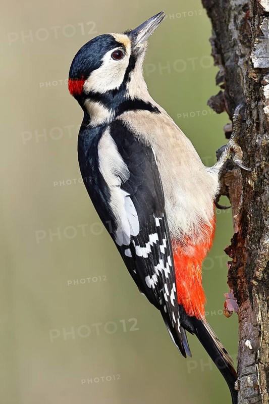 Great spotted woodpecker (Dendrocopus major), male, foraging on the trunk of a common birch (Betula pendula), wildlife, woodpeckers, nature photography, autumn, Wilnsdorf, North Rhine-Westphalia, Germany
