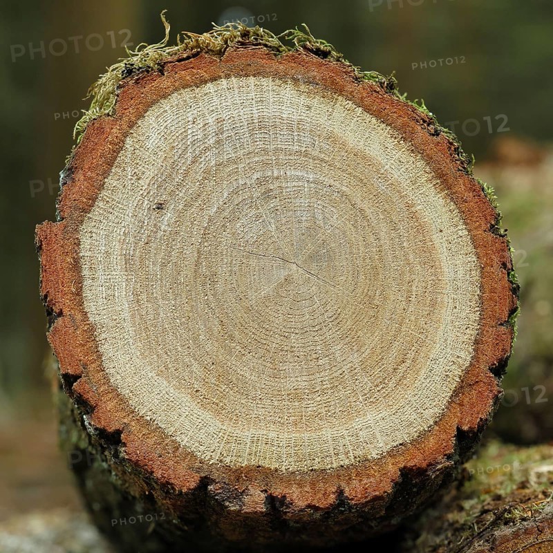 English oak (Quercus robur), cross-section of the tree trunk with annual rings in a forest, timber, Wilnsdorf, North Rhine-Westphalia, Germany