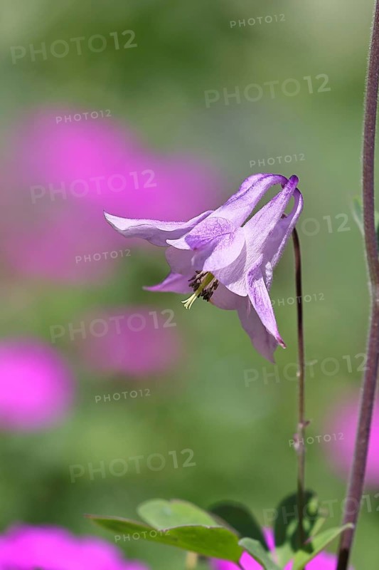 Columbine (Aquilegia vulgaris), pink flower at the edge of a forest, in spring, Wilnsdorf, North Rhine-Westphalia, Germany