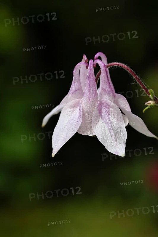 Columbine (Aquilegia vulgaris), pink flower at the edge of a forest, close-up, in spring, Wilnsdorf, North Rhine-Westphalia, Germany