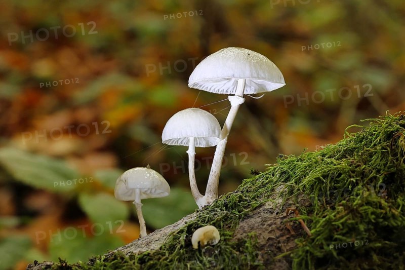 Ringed beech slime beetle (Oudemansiella mucida), on beech deadwood, Wilnsdorf, North Rhine-Westphalia, Germany