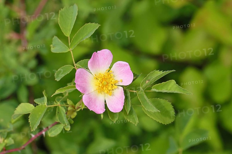 Dog rose (Rosa canina), dog rose, flower, North Rhine-Westphalia, Germany