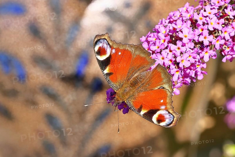 Peacock butterfly (Inachis io) sucking nectar on butterfly bush (Buddleja davidii), in a natural environment in the wild, close-up, wildlife, insects, butterflies, butterflies, Wilnsdorf, North Rhine-Westphalia, Germany