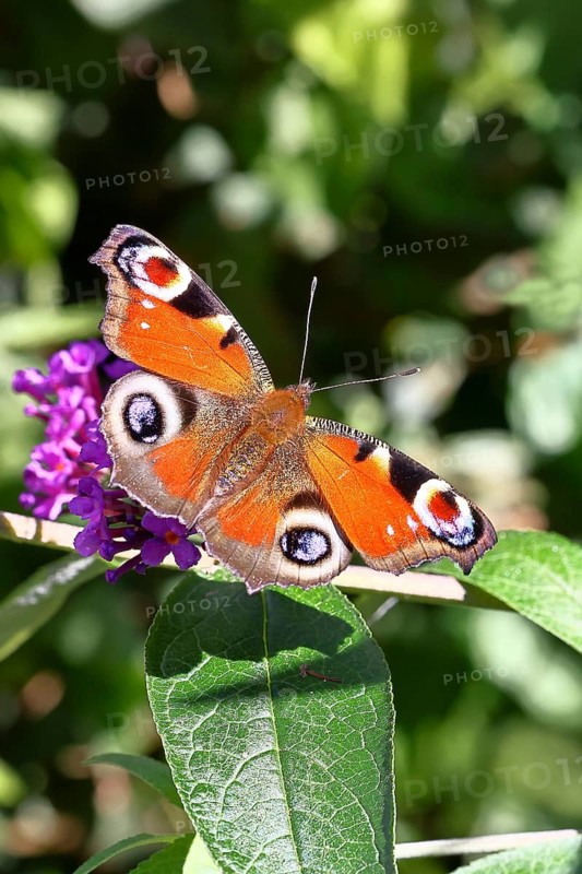 Peacock butterfly (Inachis io) sucking nectar on butterfly bush (Buddleja davidii), in a natural environment in the wild, close-up, wildlife, insects, butterflies, butterflies, Wilnsdorf, North Rhine-Westphalia, Germany