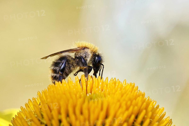 Field bumblebee (Bombus pascuorum), collecting nectar on a coneflower (Echinacea), close-up, Wilnsdorf, North Rhine-Westphalia, Germany