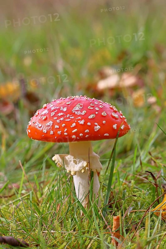 Red fly agaric (Amanita muscaria), fruiting body, in a meadow, close-up, Wilnsdorf, North Rhine-Westphalia, Germany