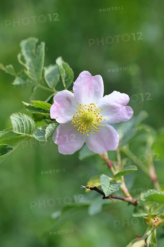 Dog rose (Rosa canina), dog rose, flower, North Rhine-Westphalia, Germany