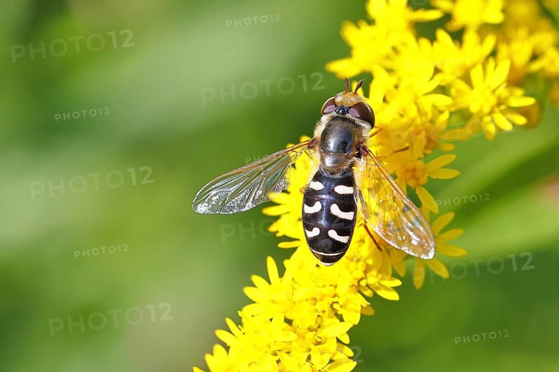 Scaeva pyrastri (Scaeva pyrastri), on Solidago canadensis (Solidago canadensis), Wilnsdorf, North Rhine-Westphalia, Germany