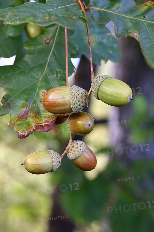 Acorns and leaves of the English oak (Quercus robur), autumn, Wilnsdorf, North Rhine-Westphalia, Germany