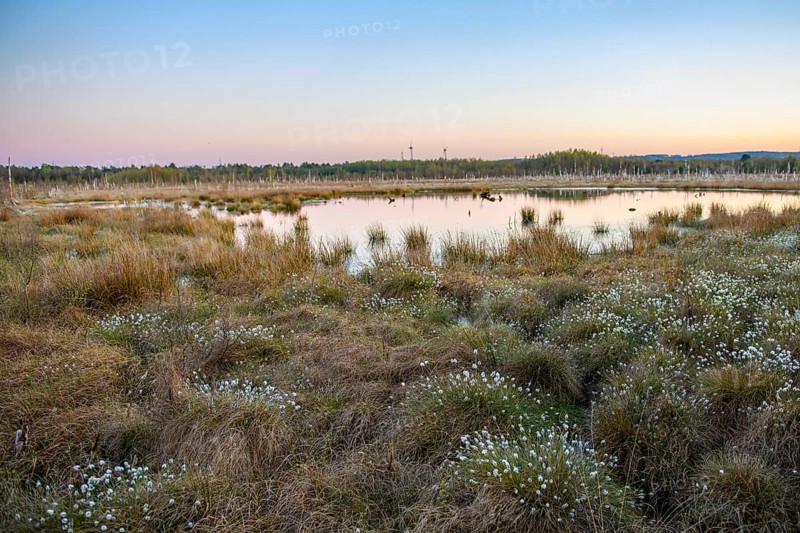 Moor at sunset with reflecting water and vegetation, birch forest (Betula pendula) in the evening light with rising full moon in the background, rewetting of a raised bog climate protection and species protection, Venner Moor, Osnabrücker Land, Lower Saxony, Germany