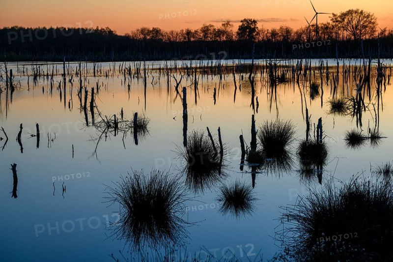 Picturesque moor landscape at sunset with water and soft colors, rewetting of a raised moor Climate protection and species protection, Venner Moor, Osnabrücker Land, Lower Saxony, Germany