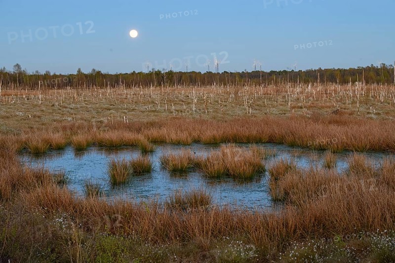 Moon over extensive moor landscape with water areas and plants, birch forest (Betula pendula) in the evening light with rising full moon in the background, rewetting of a raised bog climate protection and species protection, Venner Moor, Osnabrücker Land, Lower Saxony, Germany