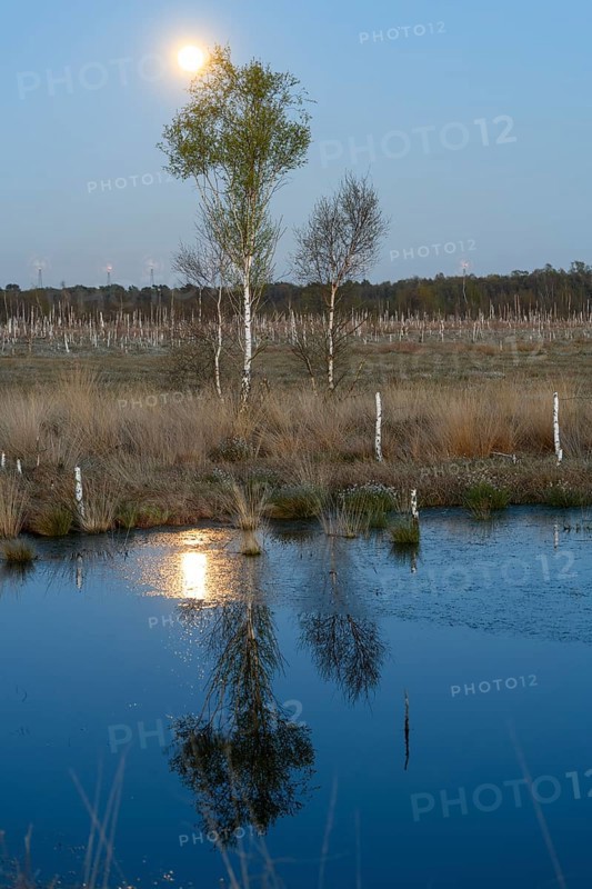 Moon over birch trees with reflection in the water in a quiet landscape, birch forest (Betula pendula), rewetting of a raised bog Climate protection and species conservation, Venner Moor, Osnabrücker Land, Lower Saxony, Germany