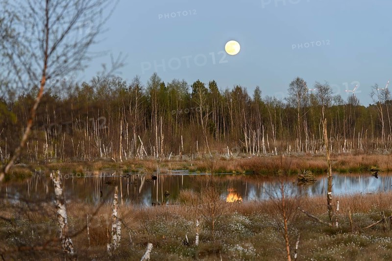 Moor under a clear sky with full moon and reflecting water, birch forest (Betula pendula) in the evening light with rising full moon in the background, rewetting of a raised bog climate protection and species conservation, Venner Moor, Osnabrücker Land, Lower Saxony, Germany