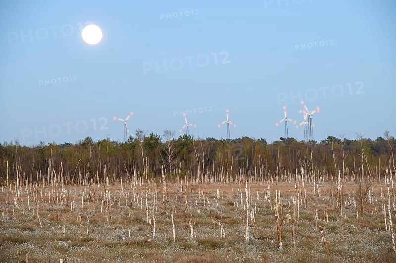 Moor landscape in daylight with moon and wind turbines on the horizon, birch forest (Betula pendula) in the evening light with rising full moon in the background, rewetting of a raised bog Climate protection and species conservation, Venner Moor, Osnabrücker Land, Lower Saxony, Germany