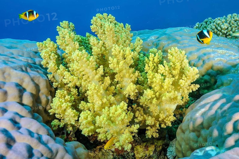 Underwater photo of yellow soft coral (Dendronephthya) growing between hard corals (Scleractinia) stony corals, above pair of red sea anemonefish (Amphiprion bicinctus) two-banded anemonefish, Red Sea, Gulf of Suez, Dahab, Egypt