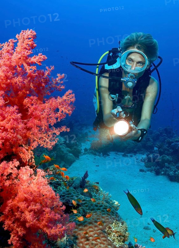 Underwater photo Diver looking at illuminated red soft coral (Dendronephthya) Soft corals near the coast, Red Sea