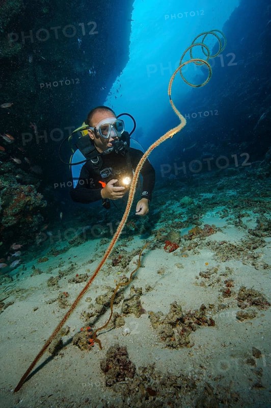 Underwater photo diver looking at illuminated spiral wire coral (Cirrhipathes spiralis), Indian Ocean, Maldives