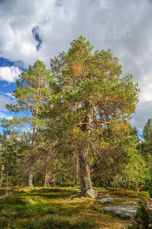 Large pine forest under blue sky with white clouds, peaceful atmosphere, Gutulia National Park, Engerdal, Innlandet, Norway