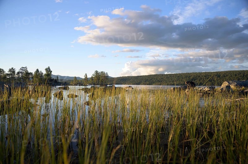 Tall grasses on lake shore, calm water area under partly cloudy sky, Gutulia National Park, Engerdal, Innlandet, Norway
