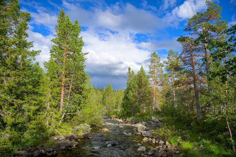 Wooded landscape with a river surrounded by green trees under a blue sky, Gutulia National Park, Engerdal, Innlandet, Norway
