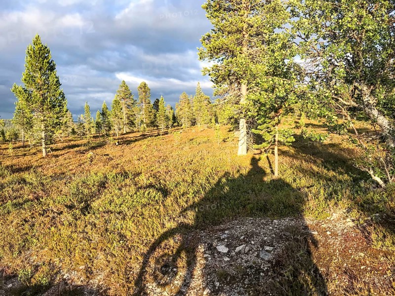 Idre, Dalarnas län, Sweden, shade from trees and a BMW G 650 GS Sertao enduro motorcycle falls on a sunny forest meadow