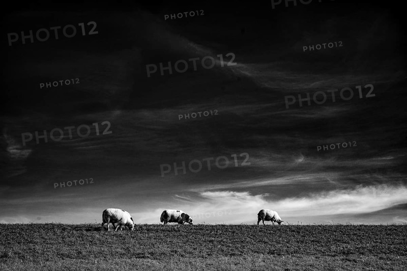 Dike sheep (Ovis gmelini aries) grazing on a pasture under a dramatic sky with clouds, Wadden Sea National Park, Jade Bay, Dangast, Varel, Lower Saxony, Germany