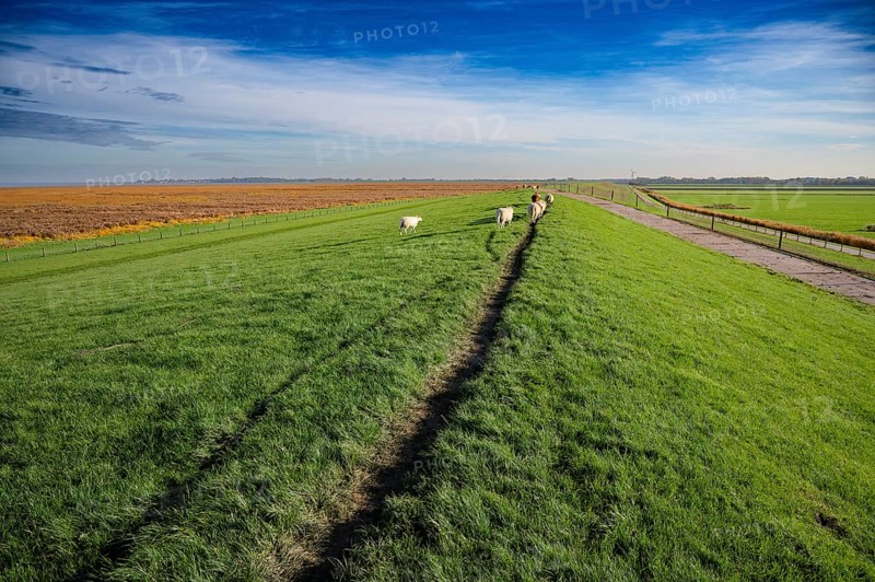 Sheep (Ovis gmelini aries) grazing on a dike at the Jadebusen under a clear sky, Wadden Sea National Park, Jadebusen, Dangast, Varel, Lower Saxony, Germany