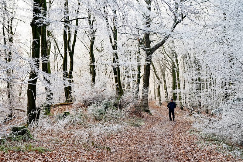 A walker walks along a forest trail lined with frosty trees in winter, Teutoburg Forest, Osnabrücker Land, Lower Saxony, Germany
