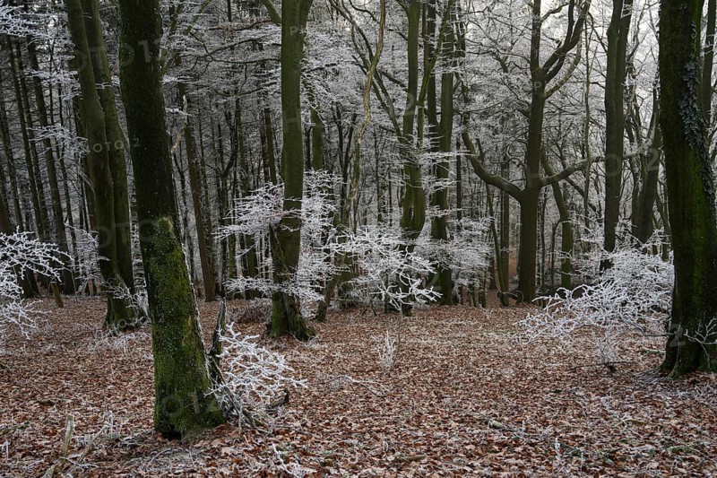Snowy forest with bare trees and an atmosphere of peace and melancholy, Teutoburg Forest, Osnabrücker Land, Lower Saxony, Germany