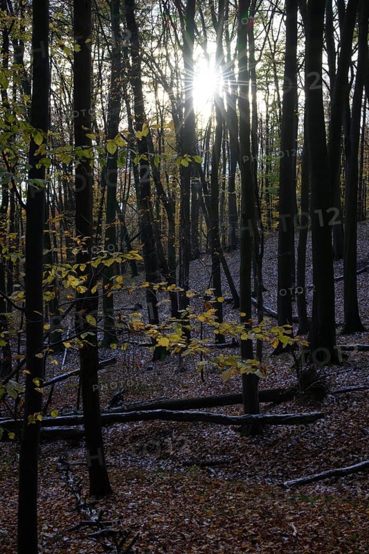 Sunbeams break through the canopy of a dense autumn forest on Hermannsweg, Teutoburg Forest, Osnabrücker Land, Lower Saxony, Germany