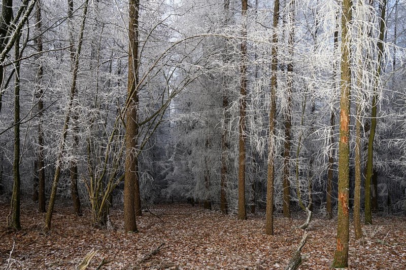 A quiet winter forest with snow-covered trees and still soil, Teutoburg Forest, Osnabrücker Land, Lower Saxony, Germany