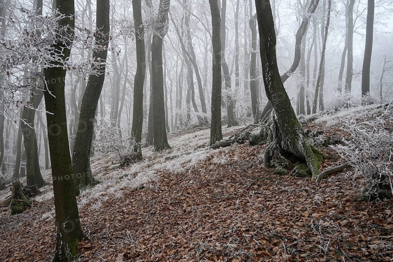 A snowy forest slope in winter fog with frosty structures on the trees, Teutoburg Forest, Osnabrücker Land, Lower Saxony, Germany
