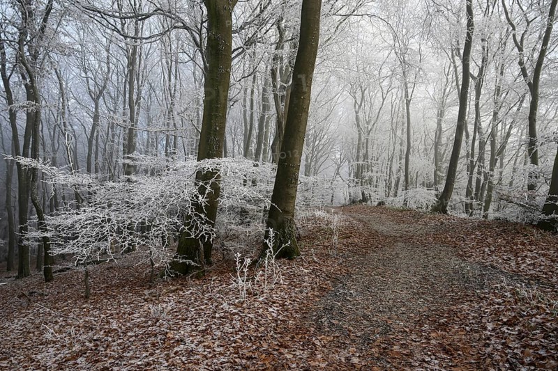 A snowy trail snakes through a quiet wintry forest on Hermannsweg, Teutoburg Forest, Osnabrücker Land, Lower Saxony, Germany
