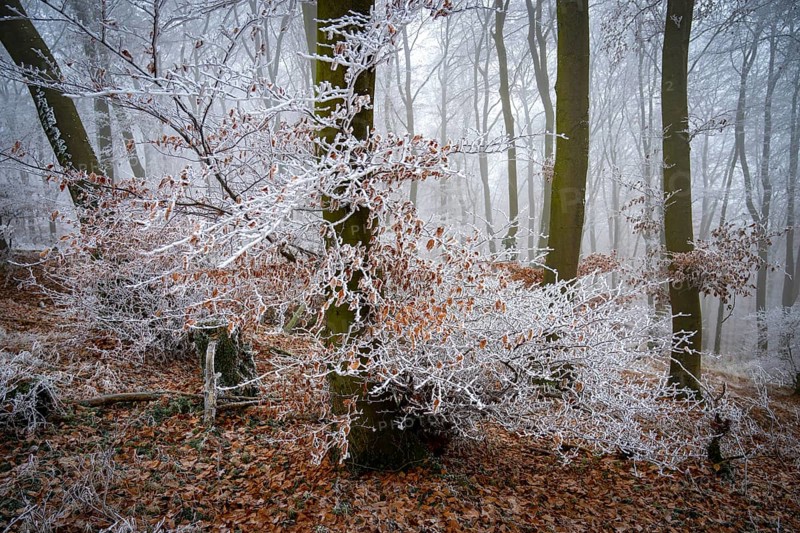 Frosty white branches in a foggy winter forest create a mystical atmosphere, Teutoburg Forest, Osnabrücker Land, Lower Saxony, Germany
