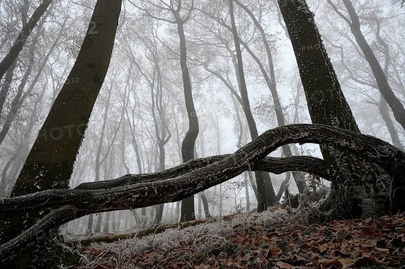 A winter forest covered in fog with frozen branches and barren atmosphere, Teutoburg Forest, Osnabrücker Land, Lower Saxony, Germany