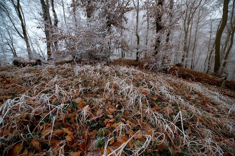 Frosty forest floor with icy leaves and foggy trees in a winter atmosphere, Teutoburg Forest, Osnabrücker Land, Lower Saxony, Germany