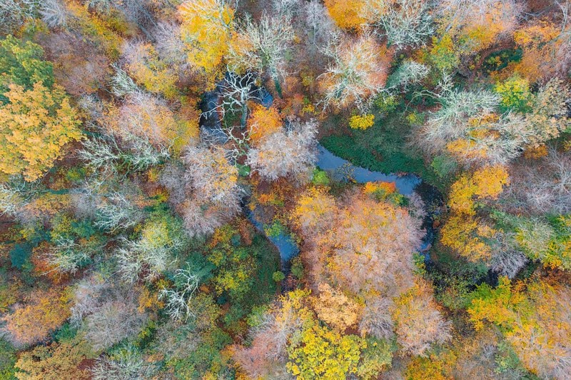 Melle, Lower Saxony, Germany, aerial view of an autumn forest with colorful leaves and small watercourses