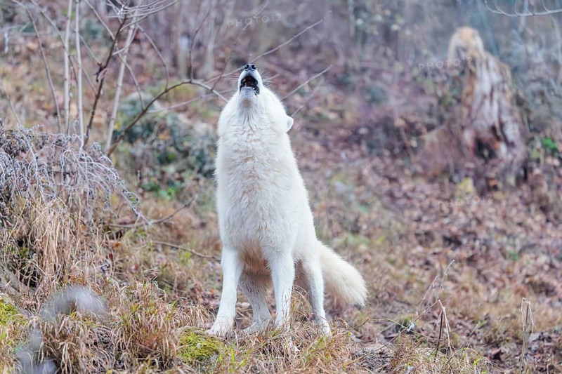 Arctic wolf (Canis lupus arctos), one animal, howling, forest, side view, captive