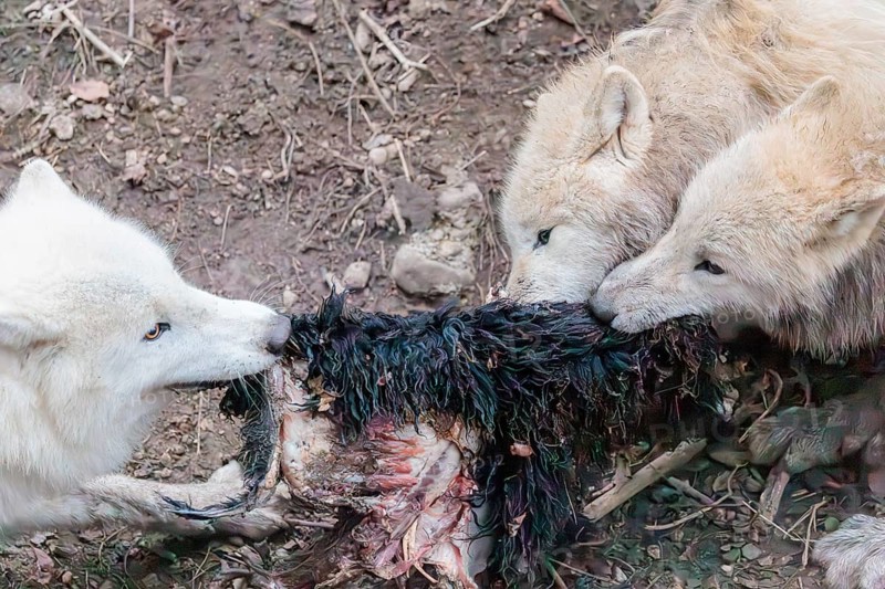 Arctic wolf (Canis lupus arctos), pack of wolves, eating, prey, sheep, forest, captive