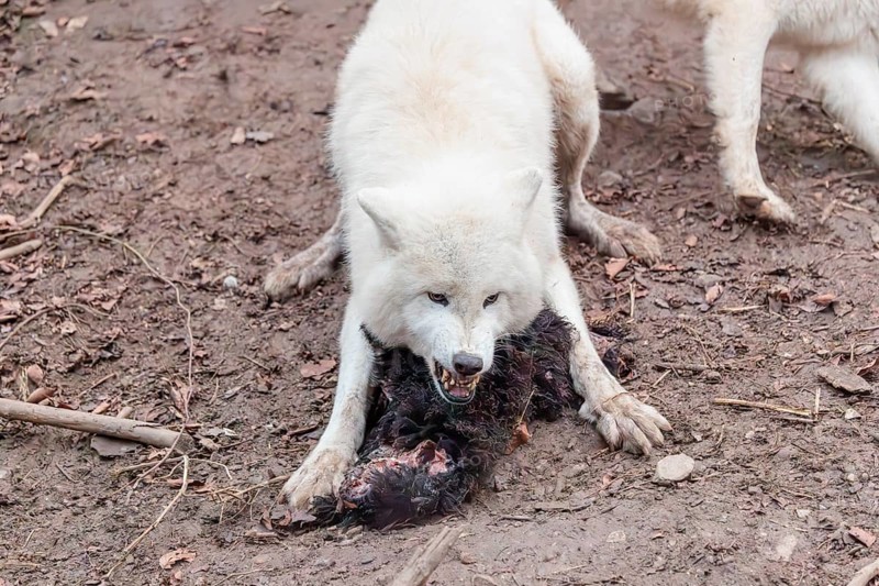 Arctic wolf (Canis lupus arctos), protecting prey against the other members of the pack, sheep, forest, captive