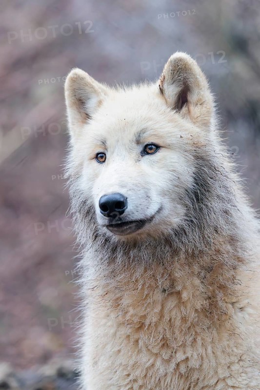 Portrait of an Arctic wolf (Canis lupus arctos). Captive