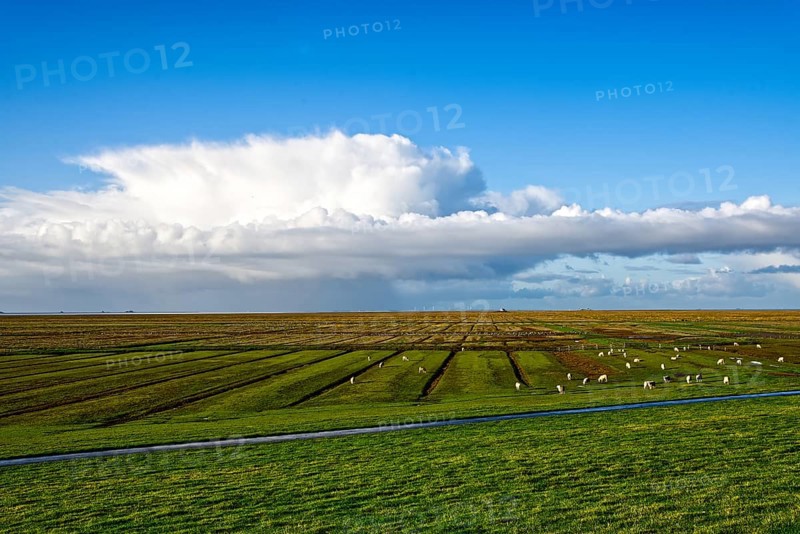 Large grassy fields with sheep under a clear blue sky with clouds
