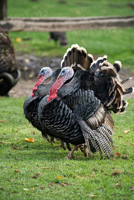 Two wild turkeys in a green area, alive with eye-catching feathers
