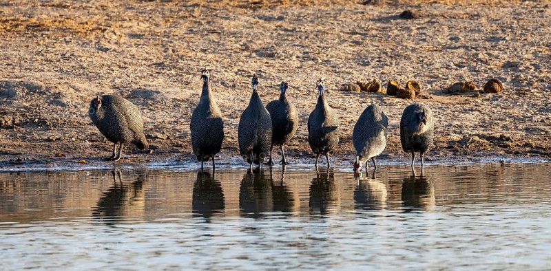 Helmeted guinea fowl (Numida meleagris), drinking at a waterhole, Savuti, Chobe National Park, Botswana