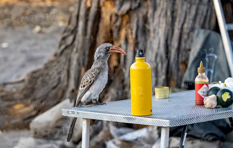 Rocky Mountain Hornbill (Lophoceros bradfieldi) sitting on a camping table looking for food, Savuti, Chobe National Park, Botswana