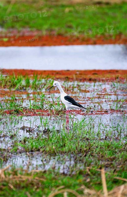 Black-winged Black-winged Stilt (Himantopus himantopus) foraging on the shore of a lake, Okavango Delta, Moremi Game Reserve, Botswana