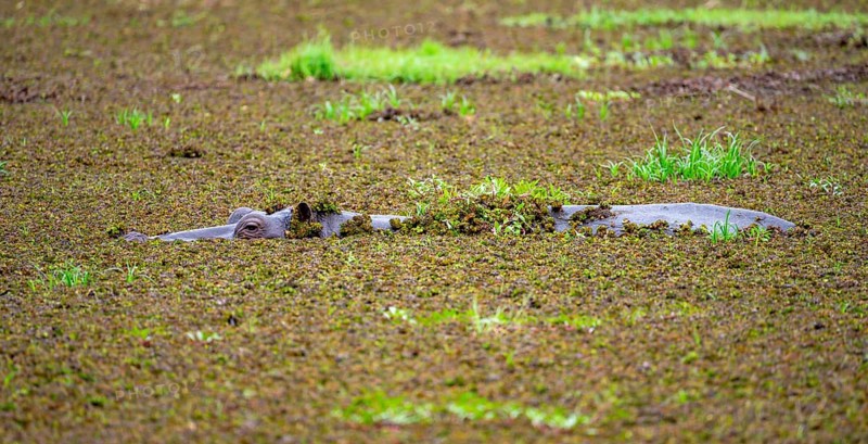 Hippopotamus (Hippopatamus amphibius), in a lake densely overgrown with aquatic plants, Okavango Delta, Moremi Game Reserve, Botswana