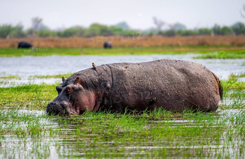 Hippopotamus (Hippopatamus amphibius), grazing in the shallow water of a lake, Okavango Delta, Moremi Game Reserve, Botswana