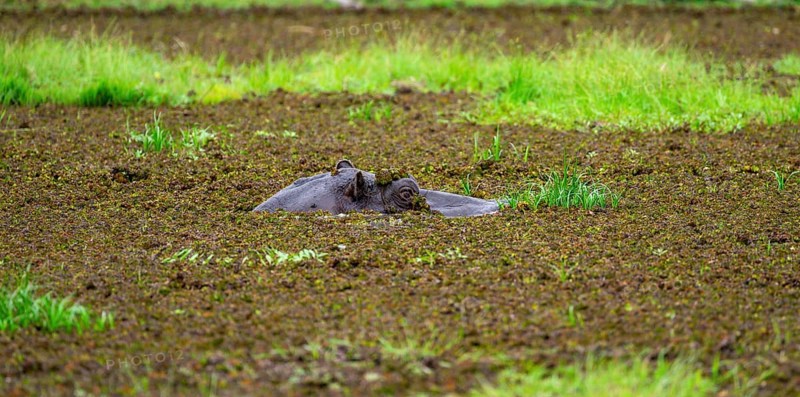 Hippopotamus (Hippopatamus amphibius), only the head looks out of the water, in a lake densely overgrown with aquatic plants, Okavango Delta, Moremi Game Reserve, Botswana